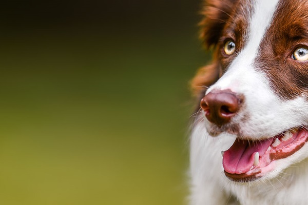 Portrait of Border Collie dog